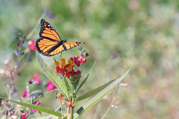Photograph of a Monarch Butterfly in flight over Milkweed