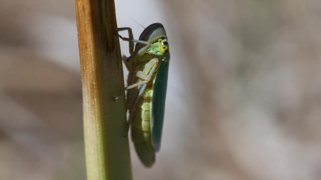 Binsenschmuckzikade an einem Grashalm in einer Makroaufnahme