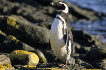 Manchot de Magellan,.Spheniscus magellanicus, Magellanic Penguin, Iles Falkland