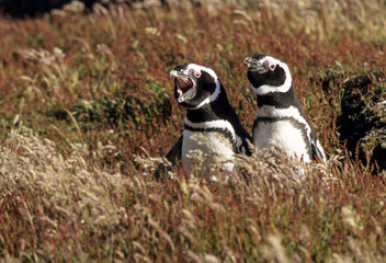 Manchot de Magellan,.Spheniscus magellanicus, Magellanic Penguin, Iles Falkland
