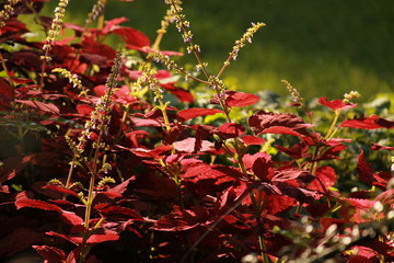 Red leaves