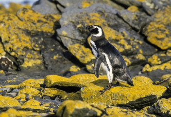 Manchot de Magellan,.Spheniscus magellanicus, Magellanic Penguin, Iles Falkland