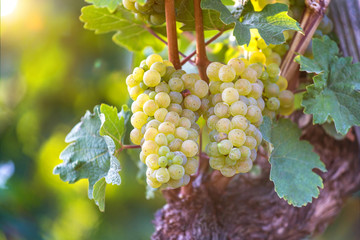 ripe wine grapes in a vineyard