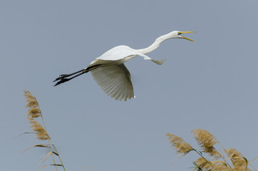 Grande Aigrette,.Ardea alba, Great Egret