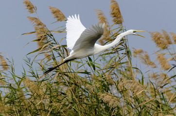 Grande Aigrette,.Ardea alba, Great Egret