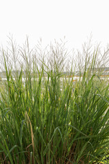 Vegetation on the beach