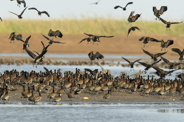 Dendrocygne veuf,.Dendrocygna viduata, White faced Whistling Duck