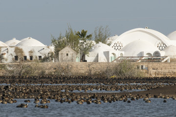 Dendrocygne veuf,.Dendrocygna viduata, Parc national du Djoudj, Sénégal