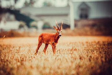 Roe deer