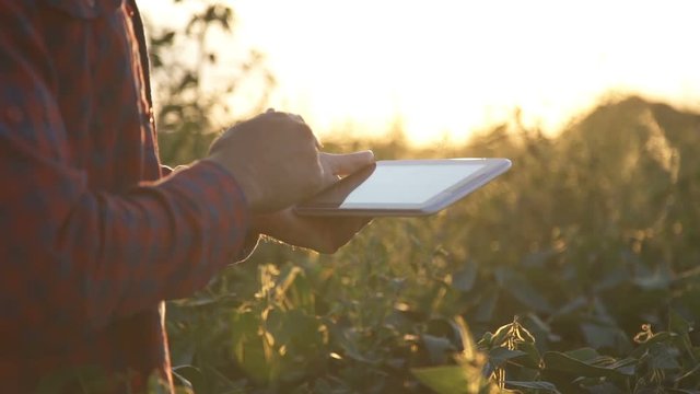 Farmer uses a tablet computer on a soy field