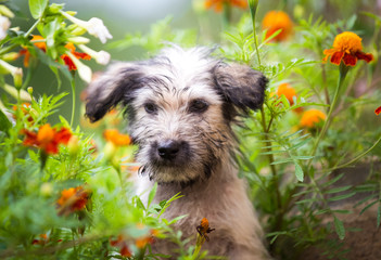 Puppy hiding in the garden
