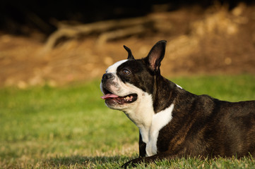 Boston Terrier dog lying down in grass
