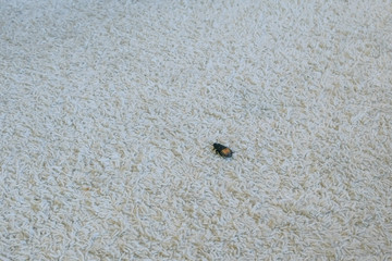 Male of Gromphadorhina portentosa the hissing cockroach, one of the largest species of Madagascar cockroach. Sits on the carpet.