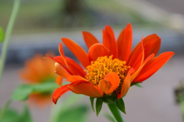 close up orange daisy in garden