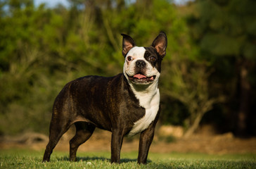 Boston Terrier dog standing in grass with trees