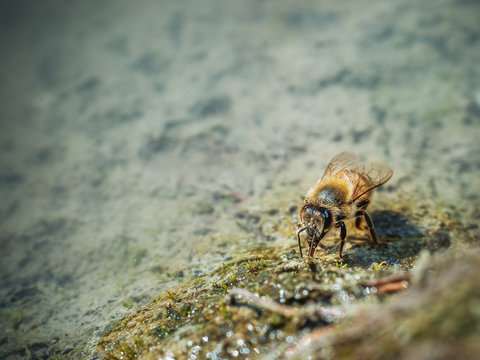 Biene beim Trinken am Bach