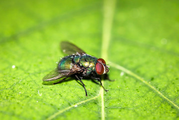 Fliege auf einem Blatt 