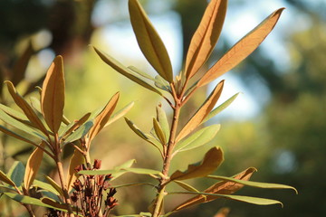 Long leaves in the sun