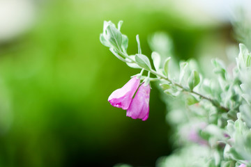 pink flower with green pastel color