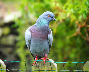 Closeup of a grey pigeon