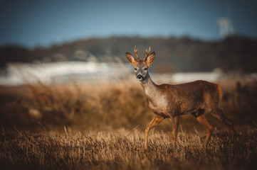 Roe deer