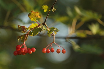 Red berries