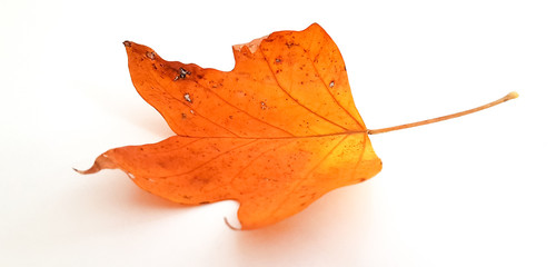 autumn leaf colors isolated for background