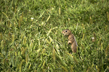 Thirteen-lined Ground Squirrel (Ictidomys tridecemlineatus) feasting on grain grasses in Guthrie Center, Iowa's Riverside Park