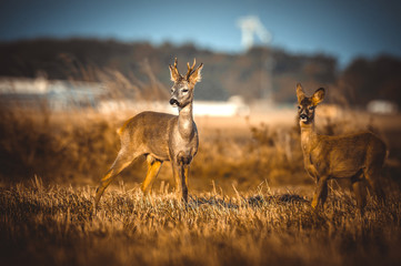 Roe deer