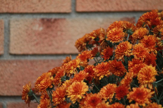 Red/orange flowers and brick