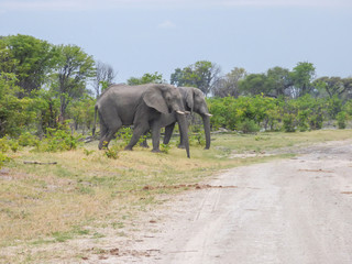 Naklejka na ściany i meble African elephants in natural habitat