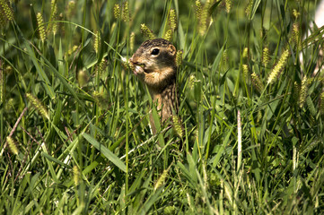 Thirteen-lined Ground Squirrel (Ictidomys tridecemlineatus) feasting on grain grasses in Guthrie Center, Iowa's Riverside Park