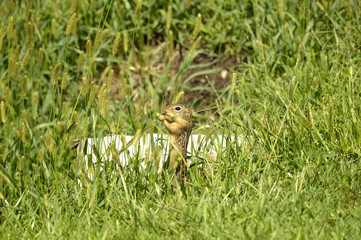 Thirteen-lined Ground Squirrel (Ictidomys tridecemlineatus) feasting on grain grasses in Guthrie Center, Iowa's Riverside Park