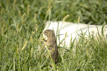 Thirteen-lined Ground Squirrel (Ictidomys tridecemlineatus) feasting on grain grasses in Guthrie Center, Iowa's Riverside Park