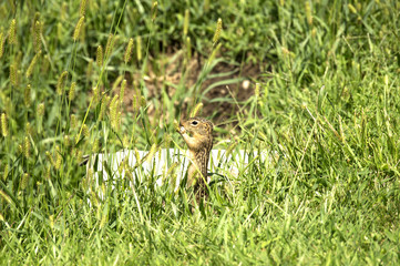 Thirteen-lined Ground Squirrel (Ictidomys tridecemlineatus) feasting on grain grass in Guthrie Center, Iowa's Riverside Park.