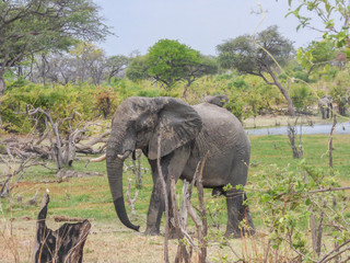 African elephants in natural habitat