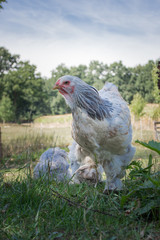 Huhn im freien Gelände