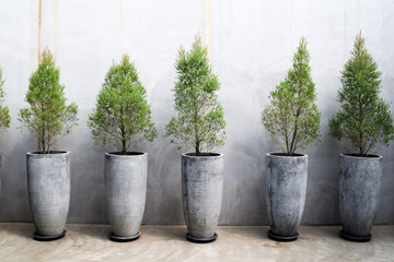 Cement wall decoration with small trees in pot plant, Modern house decoration tall concrete pots - 219447174