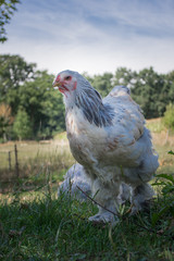 Huhn im freien Gelände