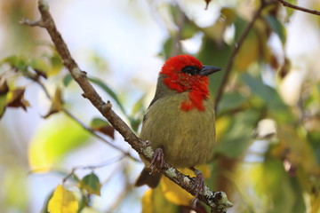 Mauritius fody