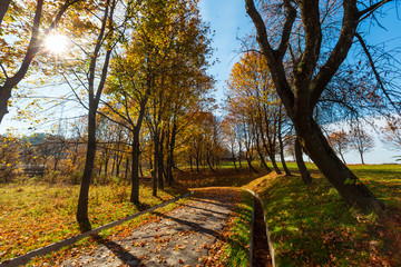 Fototapeta na wymiar Autumn maple trees in park
