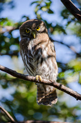bird