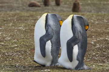 King Penguins (Aptenodytes patagonicus) appear headless as they rest by standing with their head...