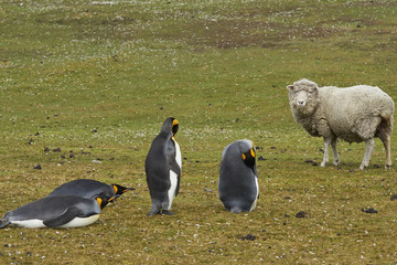King Penguins (Aptenodytes patagonicus) on a sheep farm at Volunteer Point in the Falkland Islands.