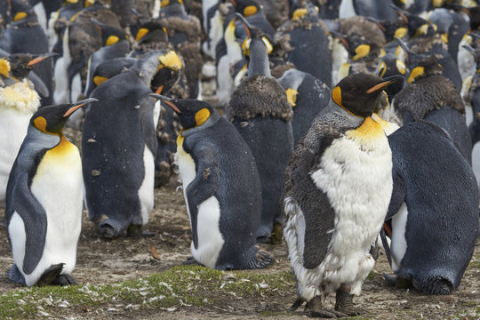 Group of King Penguins (Aptenodytes patagonicus) moulting on grassland at Volunteer Point in the Falkland Islands.