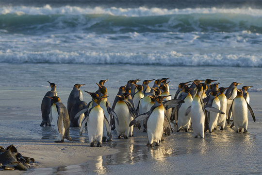 King Penguins (Aptenodytes patagonicus) on a sandy beach at Volunteer Point in the Falkland Islands.