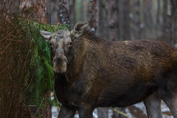 wild moose in forest