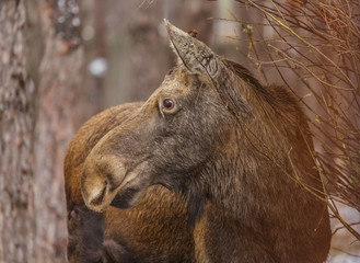 wild moose in forest