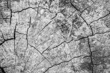 Close-up cross section of tree trunk with copy space natural background