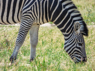 Fototapeta na wymiar African zebra in natural habitat